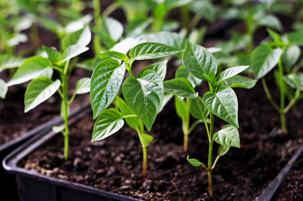 sprouting pepper seedlings growing from trays filled with compost