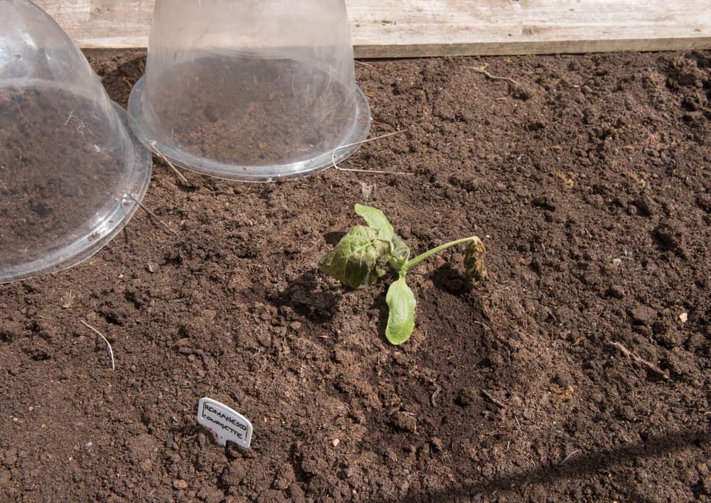 plastic bell shaped cloches shown next to a courgette seedling
