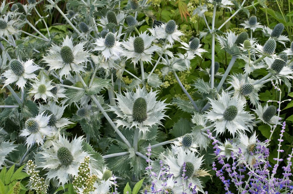 spiky grey and green coloured flowers of Eryngium giganteum