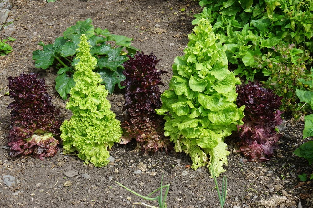 lettuce plants that have bolted