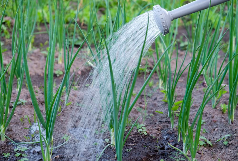 water being poured from a watering can on allium plants