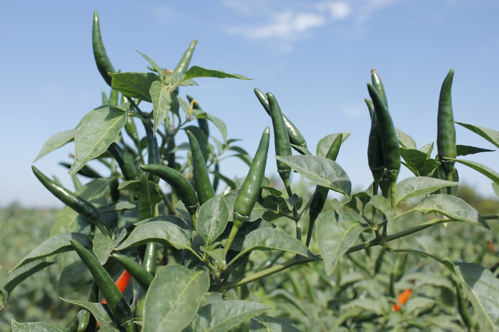 cayenne peppers growing outdoors in an upwards direction and a cloudy blue sky in the background