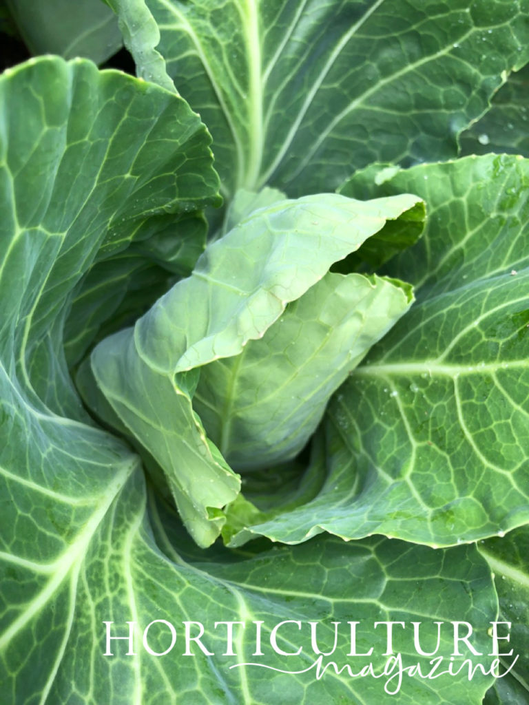 A close-up of the head of a healthy cabbage plant that clearly shows its big, green leaves.