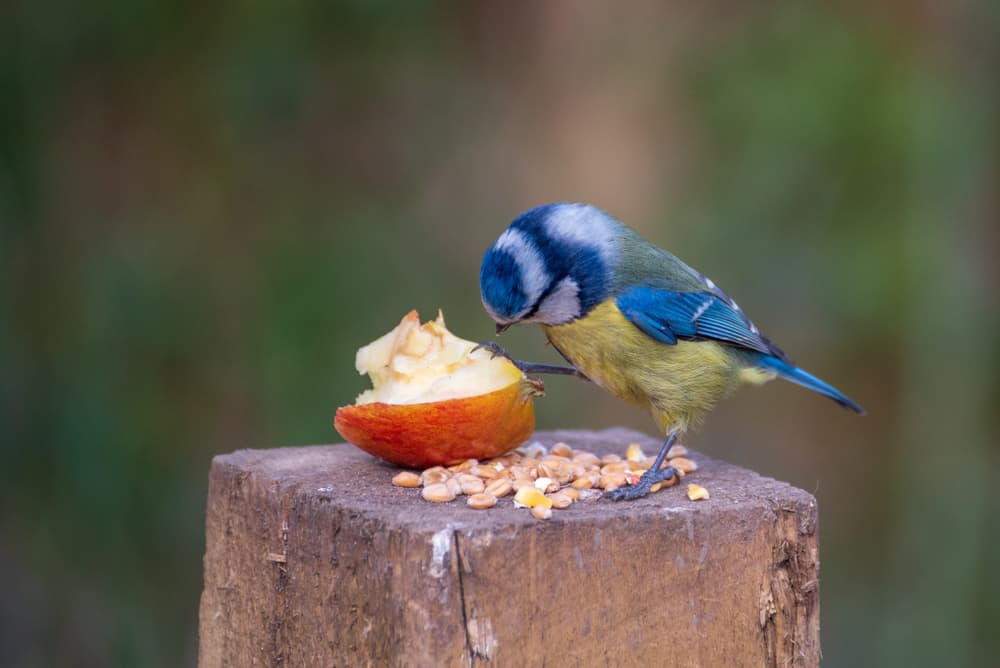 blue tit feeding on a slice of apple