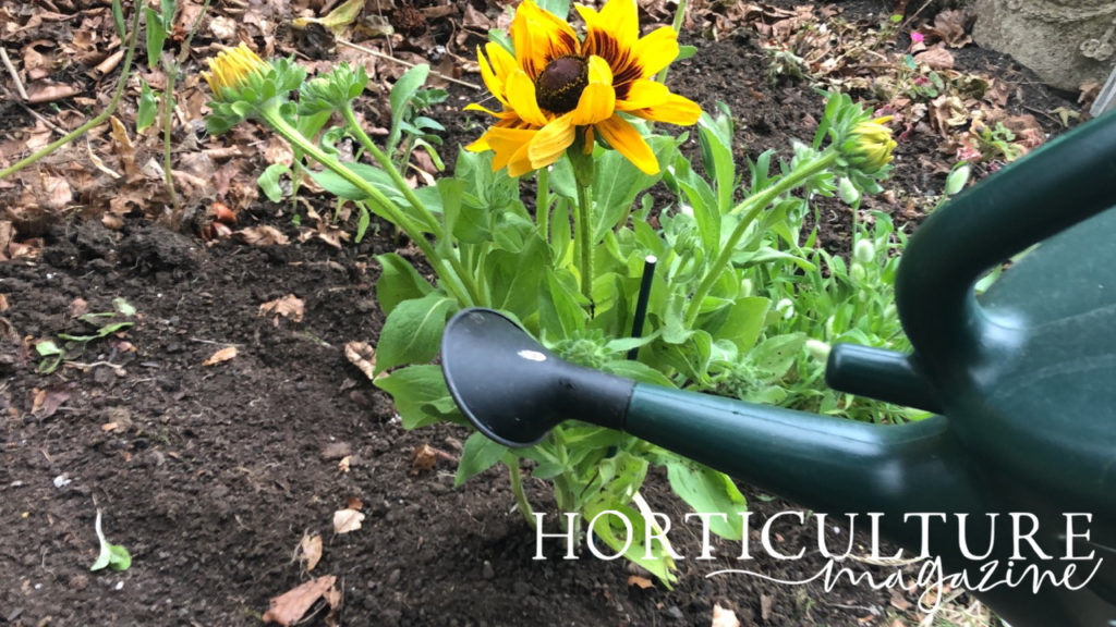 a rudbeckia plant with a yellow head growing in soil being watered