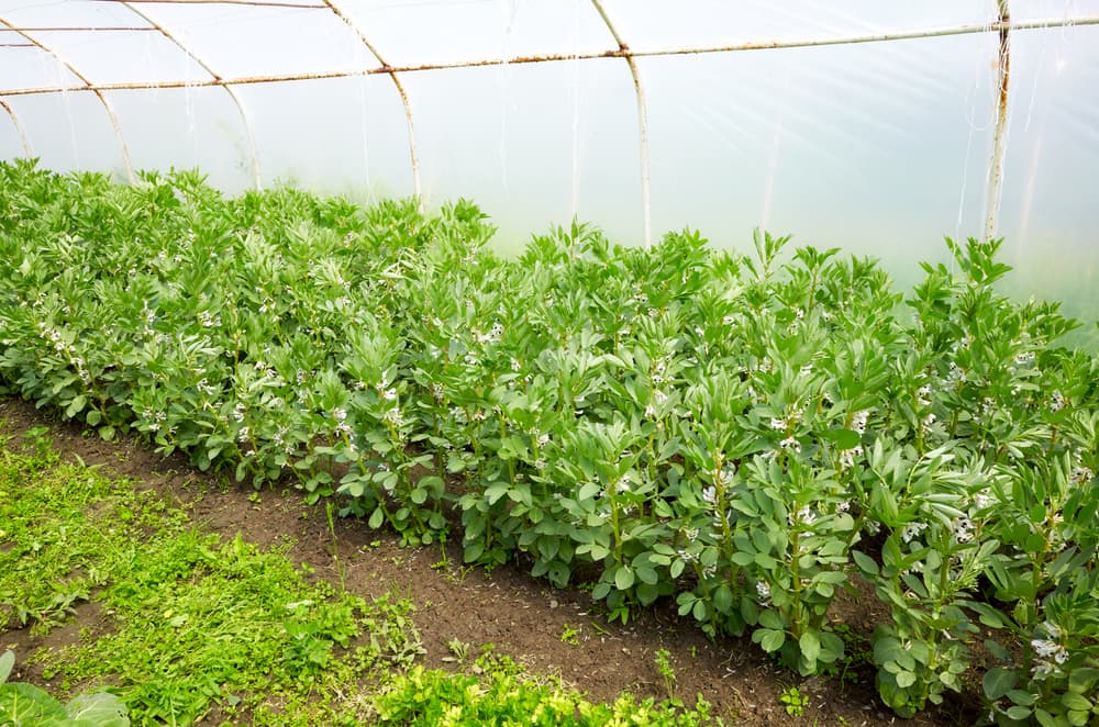 broad beans cultivated in a large commercial polytunnel