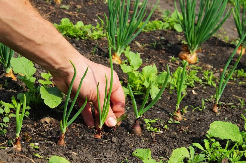 hand removing weeds from a row of onion plants