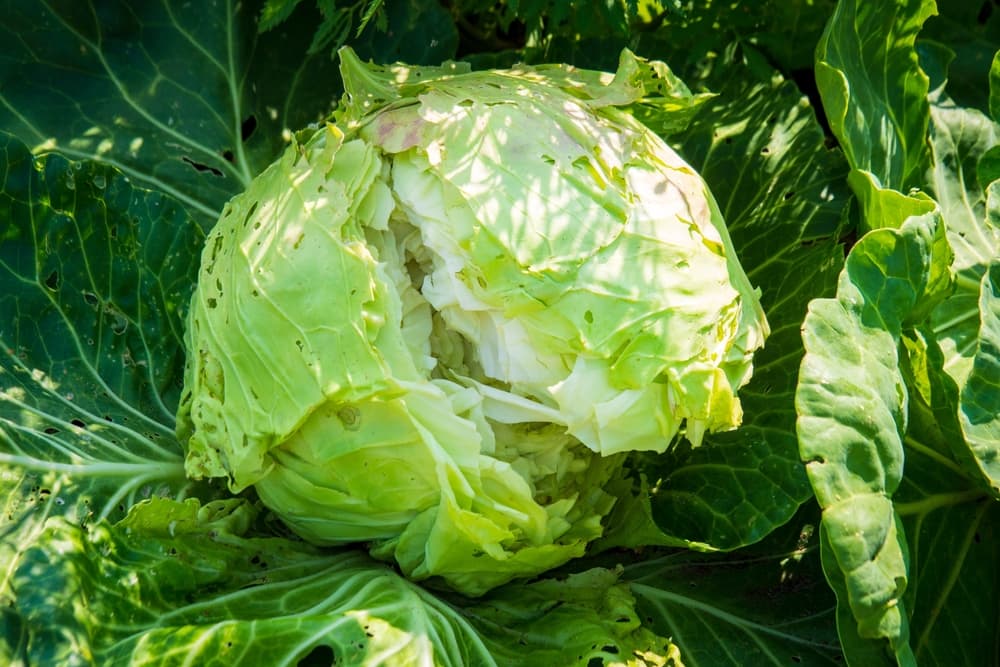 split head of a cabbage plant with visible tear down the middle