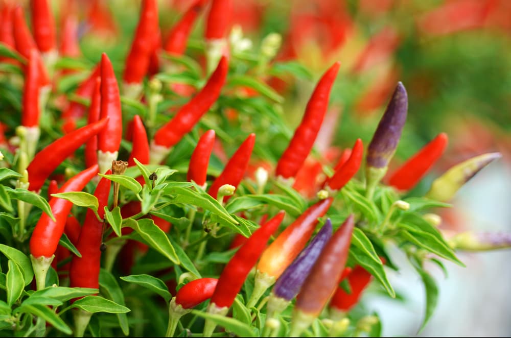 Bird's Eye chillies with red and purple peppers