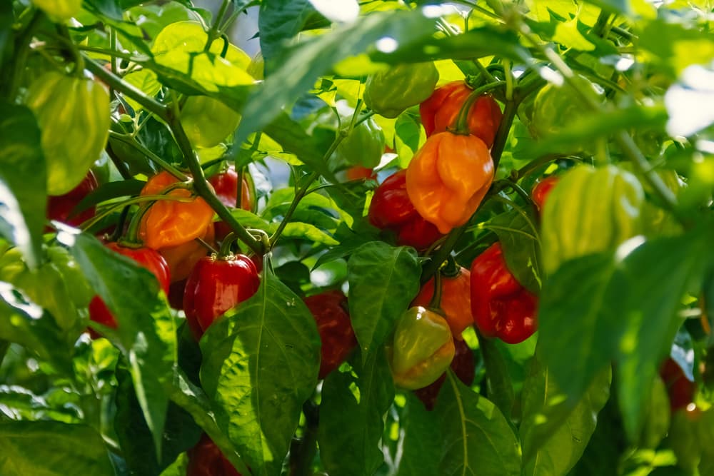 large, unusually shaped habanero chillies in orange and red growing from the branches of a large plant, with green sun-kissed foliage
