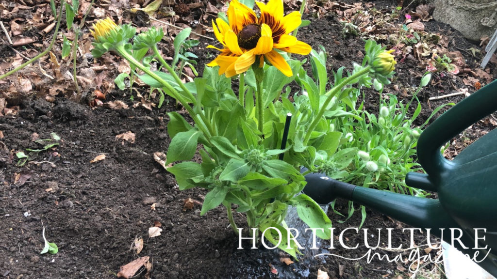 a rudbeckia plant with a yellow and orange head growing in soil being watered by a green watering can