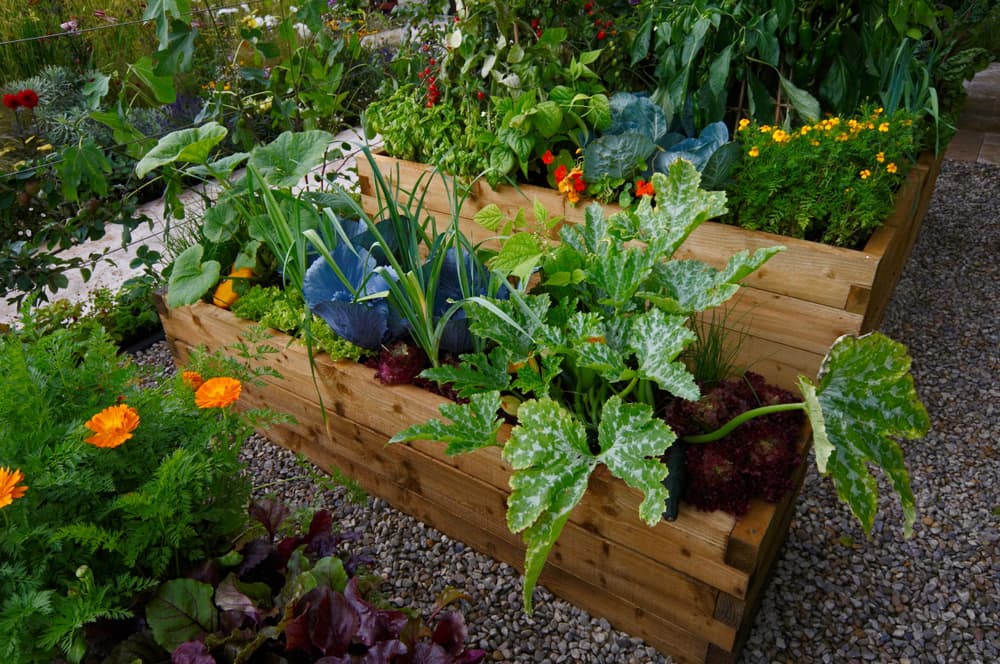 various vegetables and flowers growing in raised beds of different heights