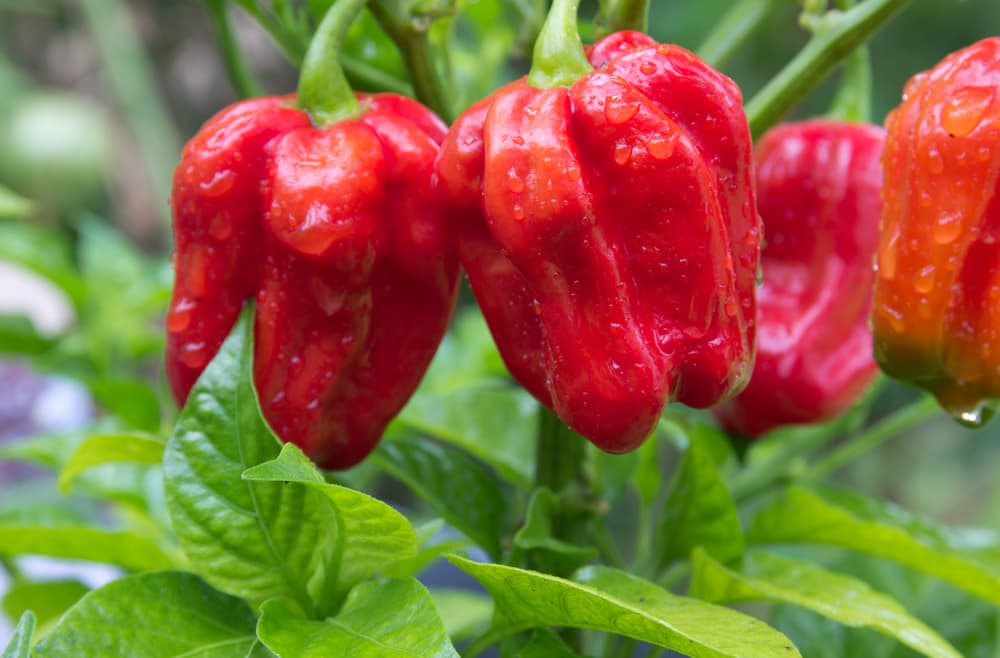 large red swollen fruits of habanero covered in moisture