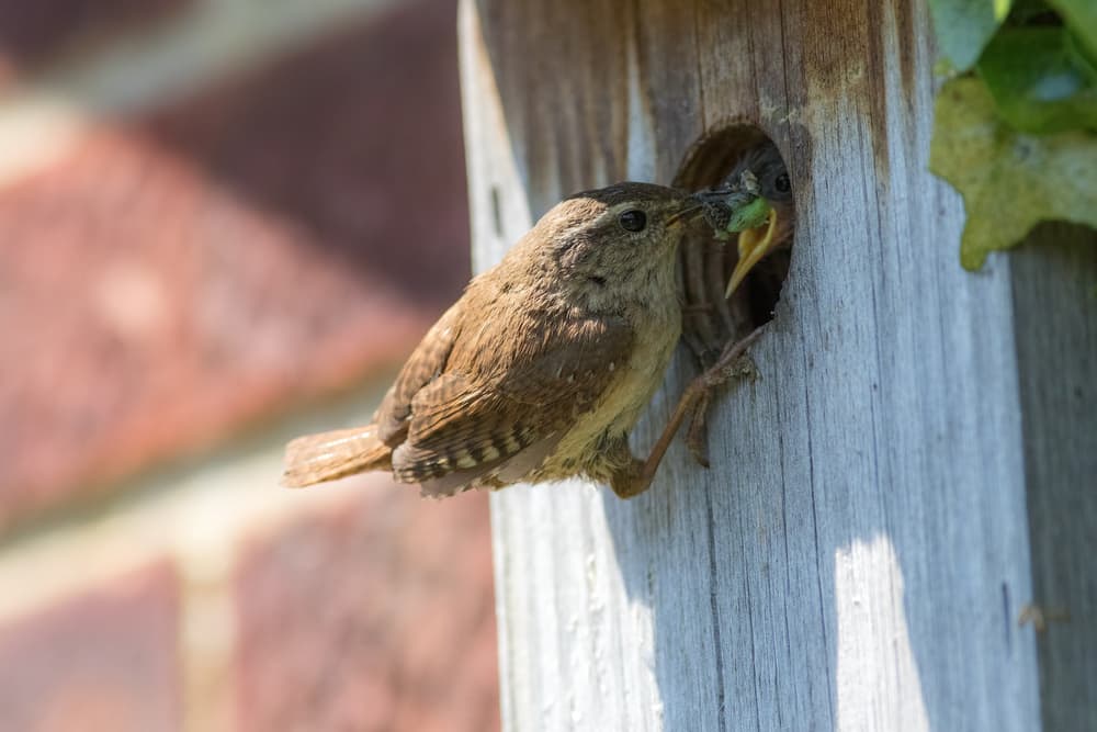 wren feeding grubs to a baby bird inside a bird box