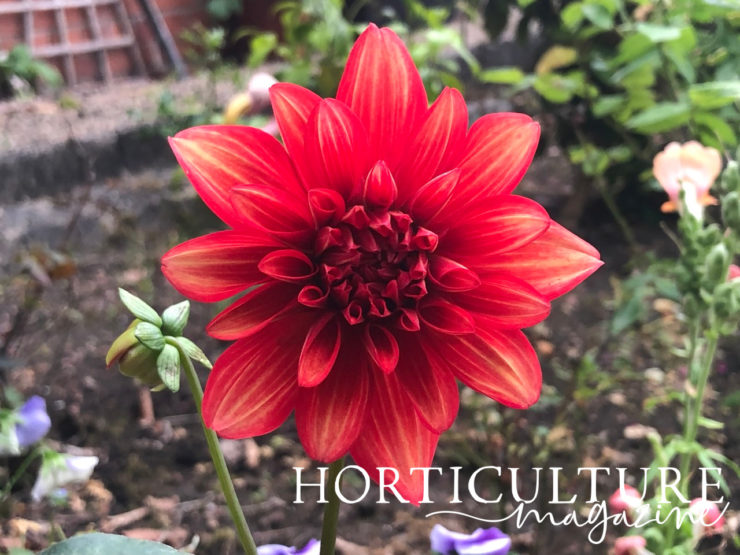 How, What & When To Feed Dahlias Horticulture.co.uk
