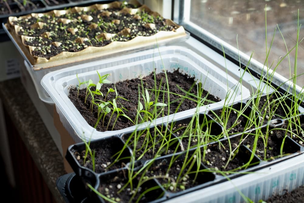 leeks and pepper seedlings in trays on an indoor windowsill