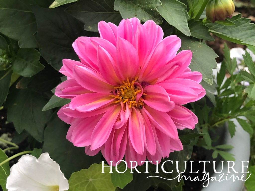A pink flowering dahlia growing with its foliage in the background