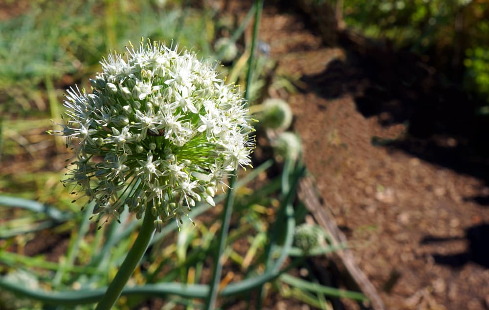 round white blooms of Allium cepa in a vegetable garden
