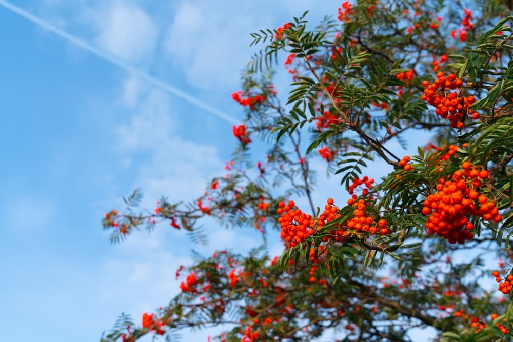 red berries growing on a Mountain Ash tree in early Autumn