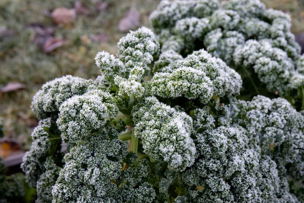 overwintering kale covered in frost