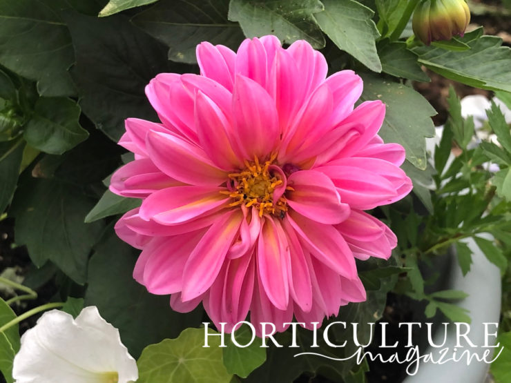 How, What & When To Feed Dahlias Horticulture.co.uk
