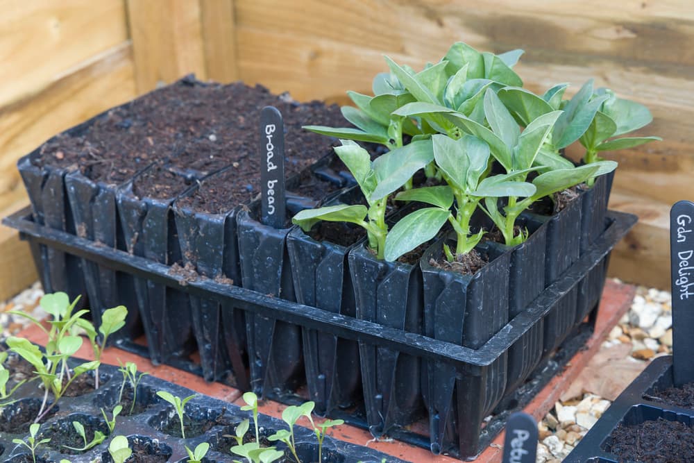 seedlings of broad beans growing in a cold frame