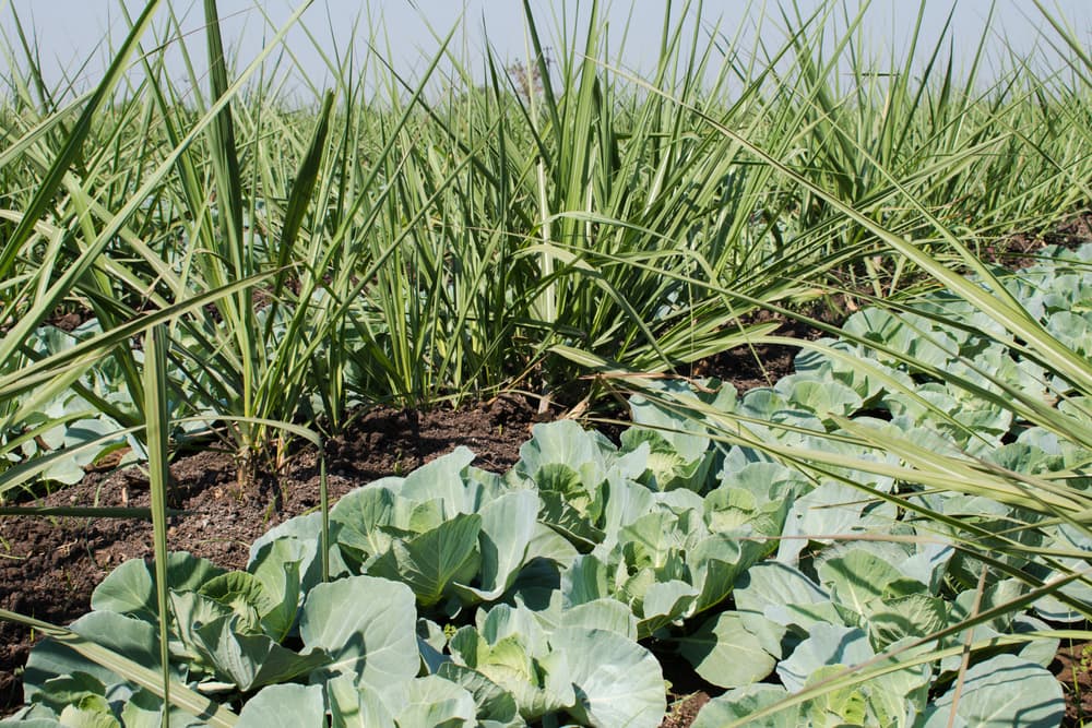 sugar cane growing with cabbages and cauliflower companion plants