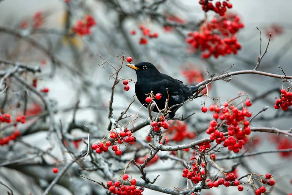 blackbird feeding on red clusters of rowan berries