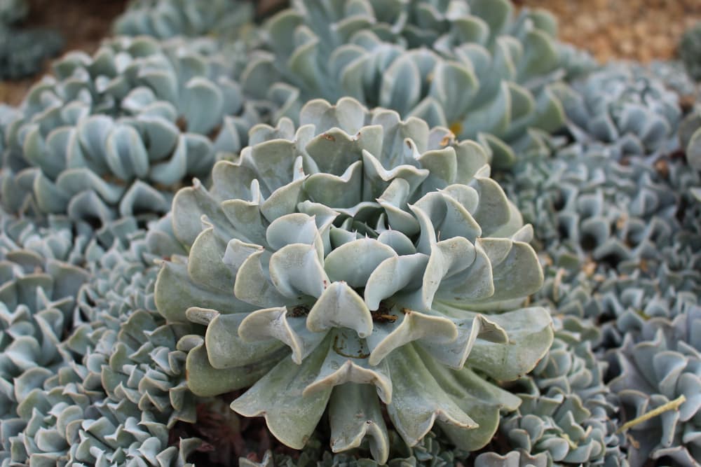 light blue frilly appearance of Echeveria 'Blue Frills'