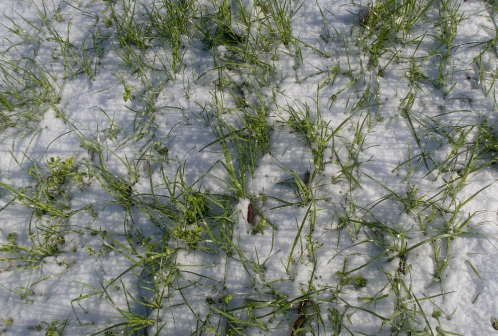 green manures growing in snow covered ground
