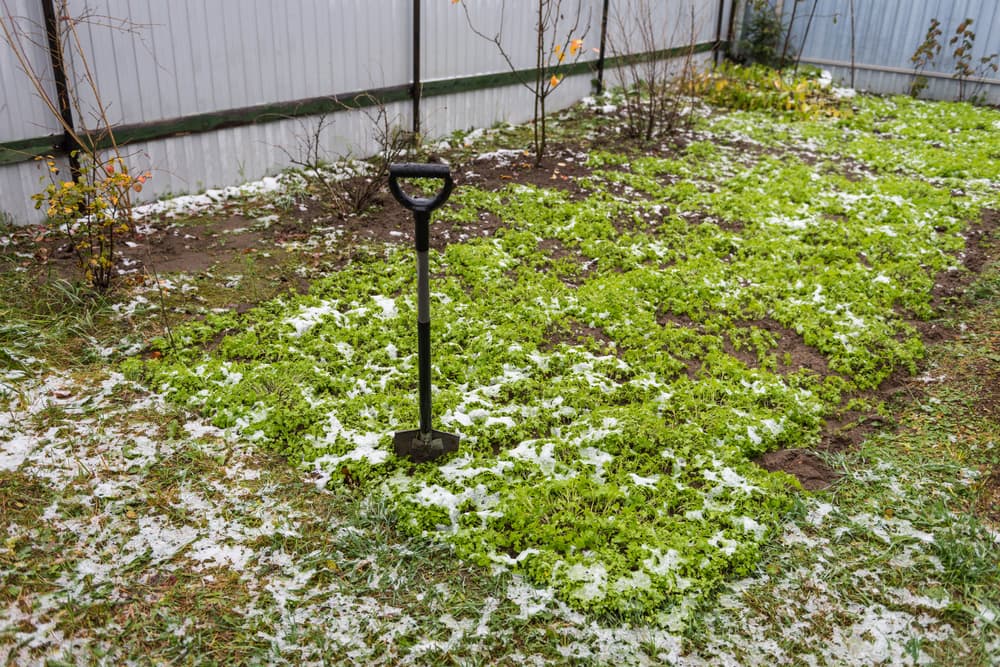 mustard plants sown as green manures in a garden with a spade sticking out of the ground