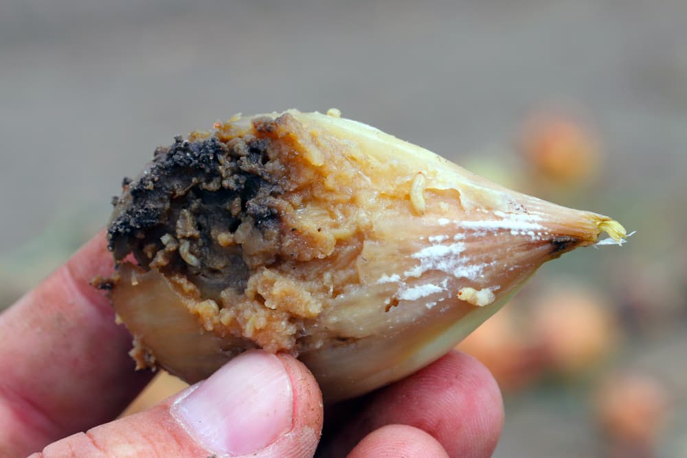 magnified view of an onion bulb damaged by Delia antiqua