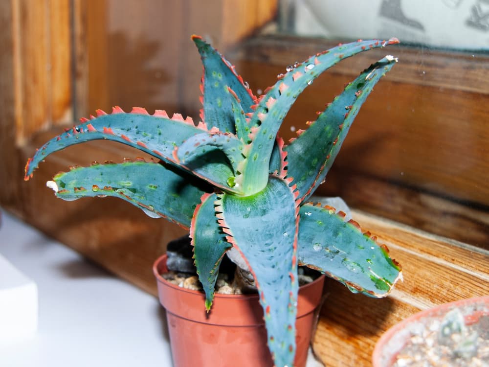 Aloe rauhii growing from a plastic pot on a windowsill