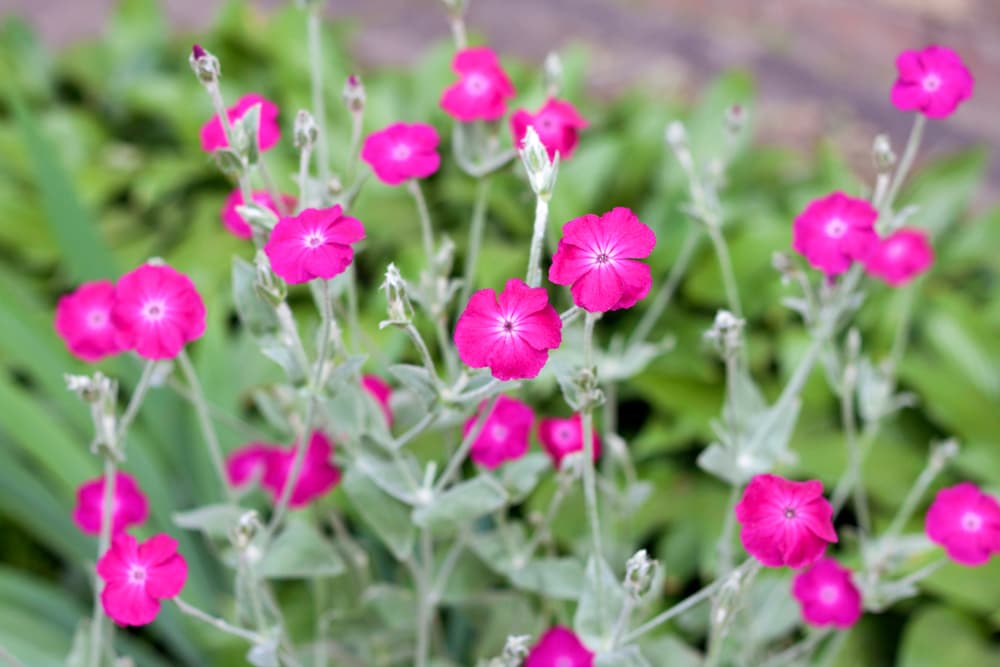 rose campion flowers in bright pink