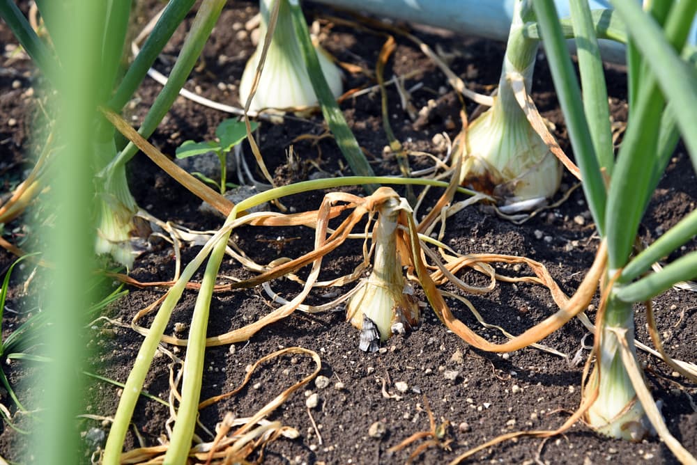wilting leaves of an onion plant affected by onion neck rot
