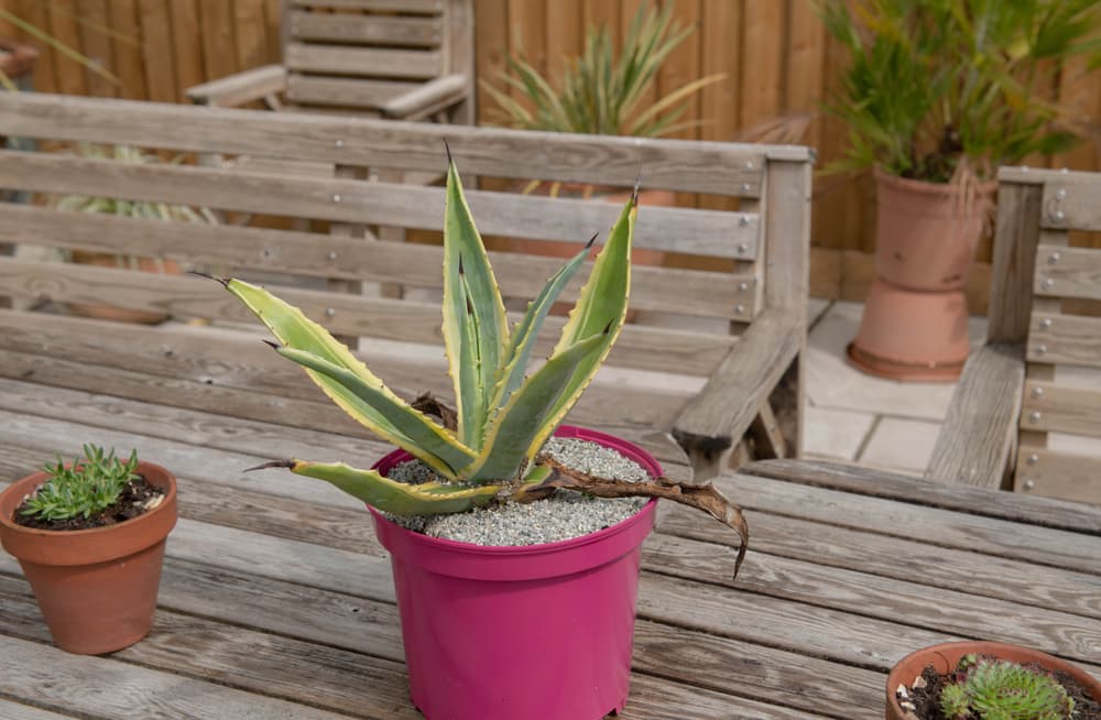 Agave americana in a pink plastic container sat upon a garden bench