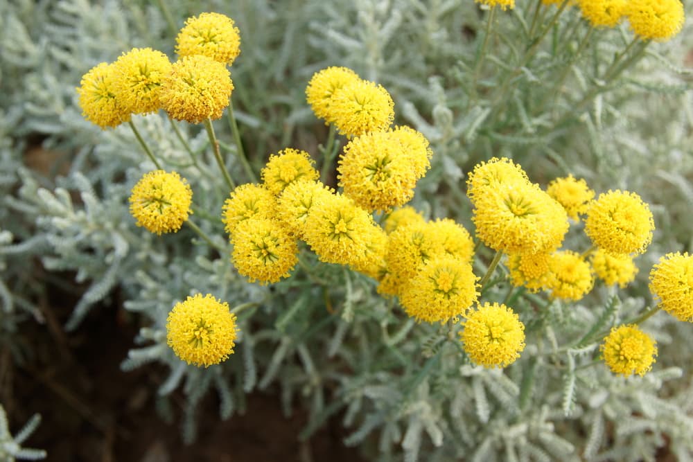 spherical yellow flowers of Santolina chamaecyparissus in bloom