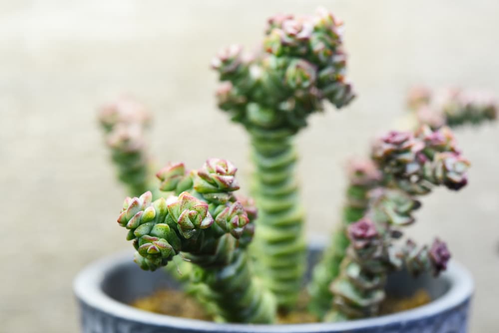 unusual outward growth of Crassula 'Hottentot'