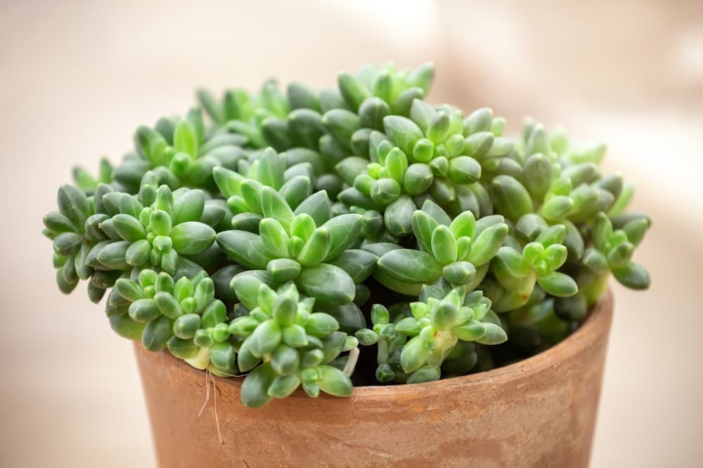 Pachyphytum in a small stone pot