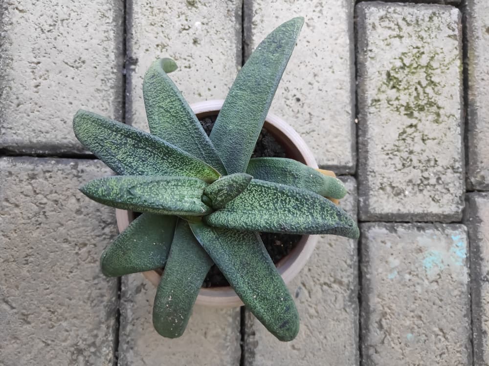 Gasteria batesiana growing in a round container with bricks in the background