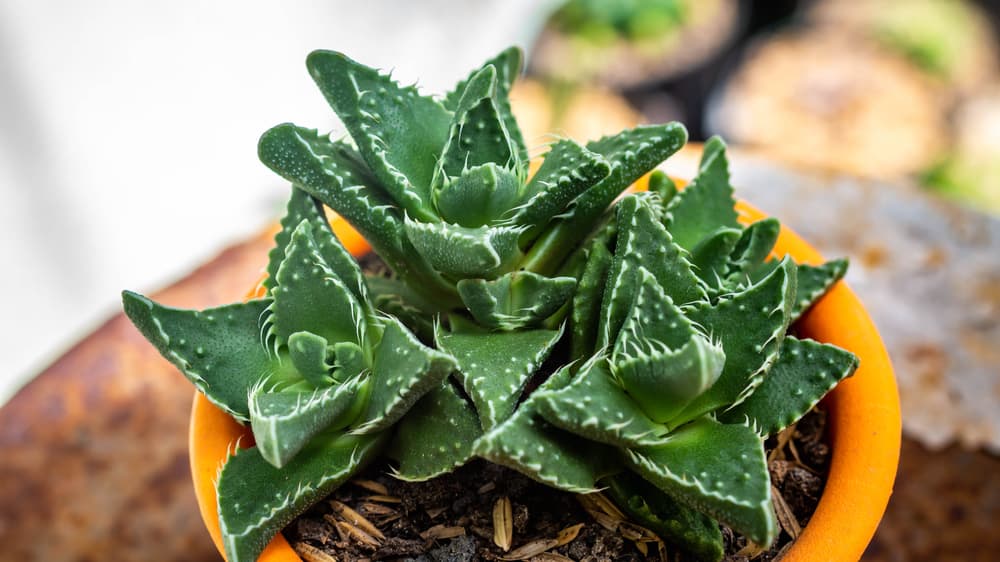 spiky foliage of Faucaria in an orange plant pot