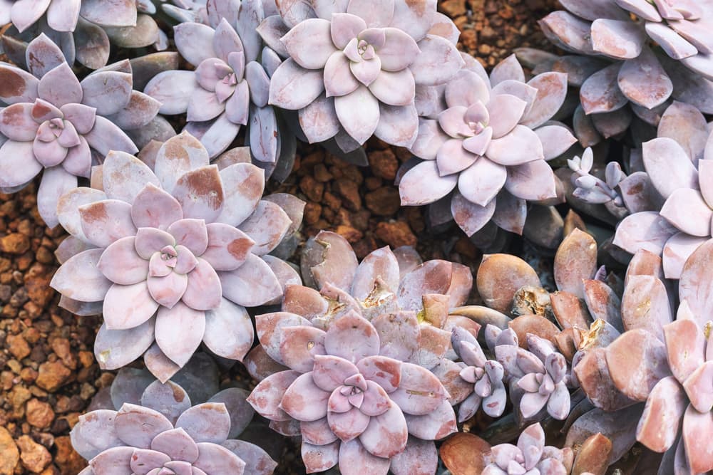 rosettes of Graptopetalum in a dry botanical garden with rocks in the background