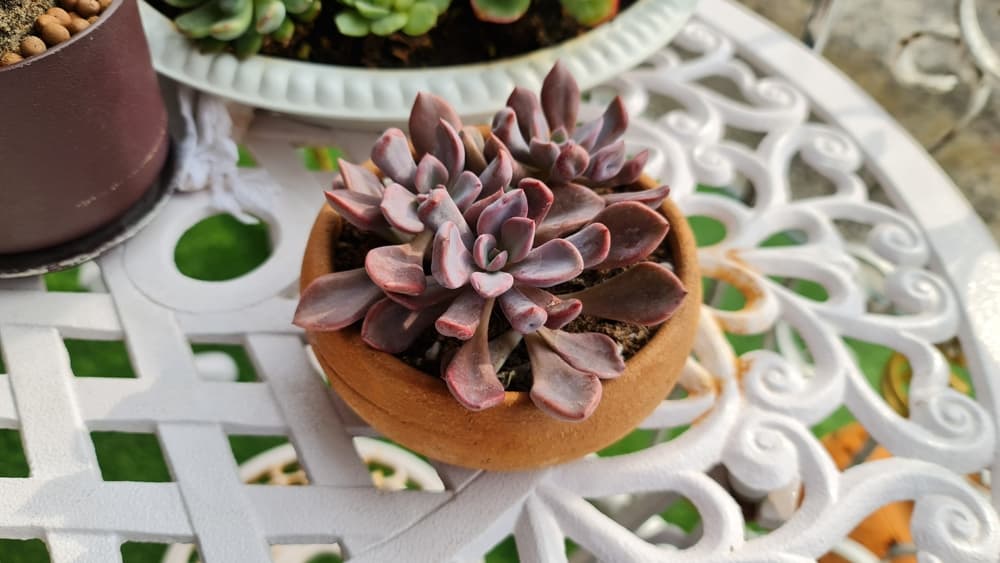 graptoveria debbie in a small clay pot sat on a white painted garden table