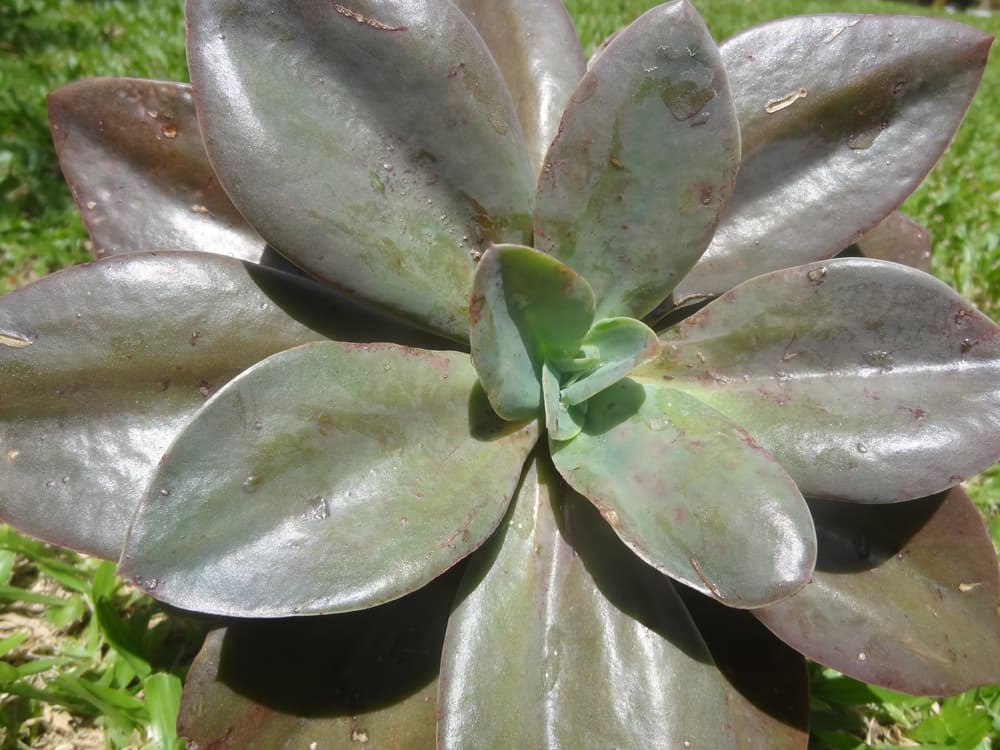 large green rosette of Graptoveria 'Fred Ives' in the garden