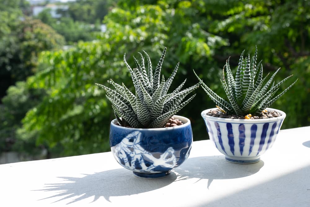 Haworthia plants in clay pots sat on a balcony