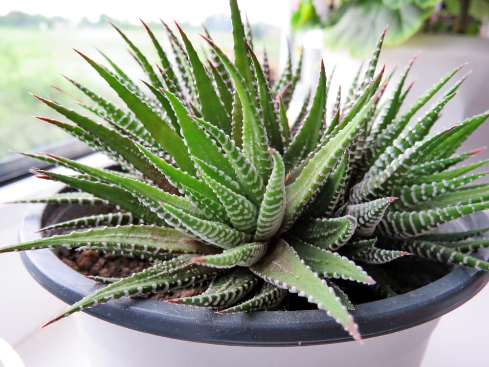 pootted Haworthia fasciata with spiky leaves on the windowsill of a home