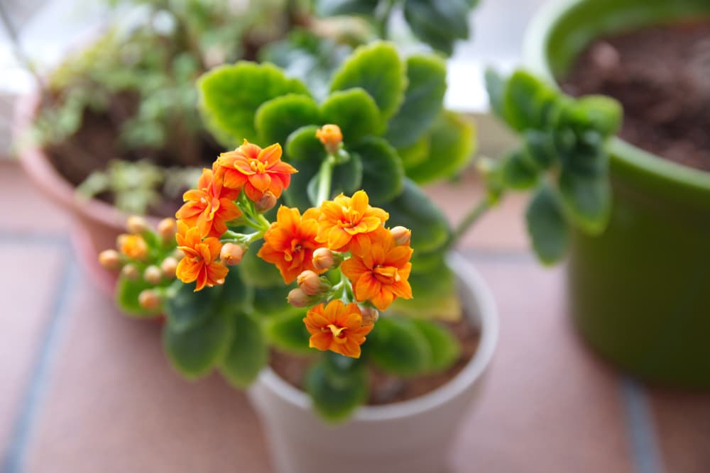 potted Kalanchoe blossfeldiana plant with orange flowers