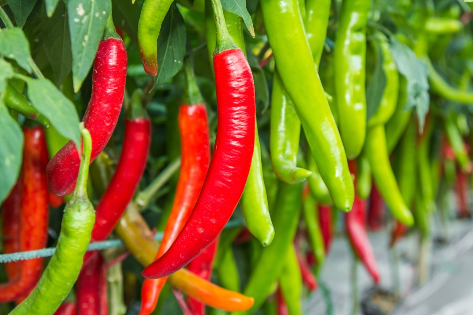 Lots of green and red chilli pepper fruits growing from their plant outside.