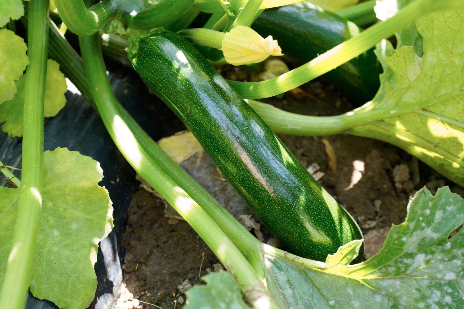 A courgette plant sprouting a vegetable ready to be harvested surrounded by its leaves in soil.