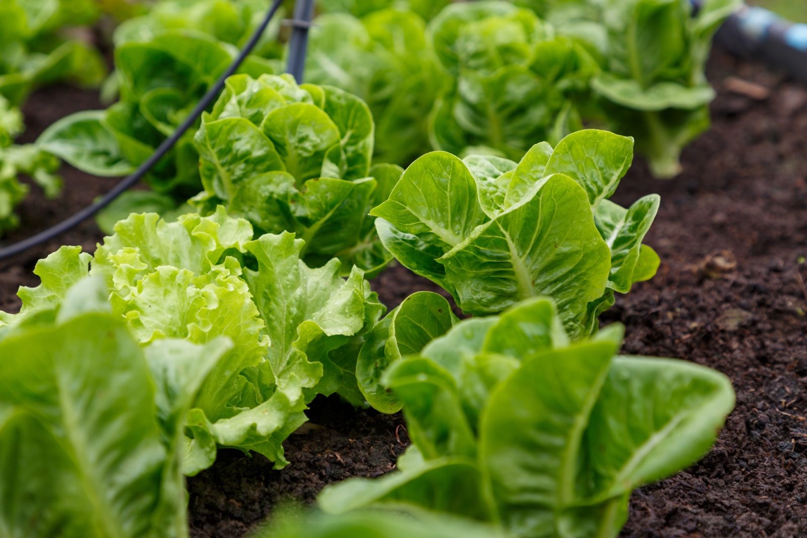 Several lettuce plants growing in soil.